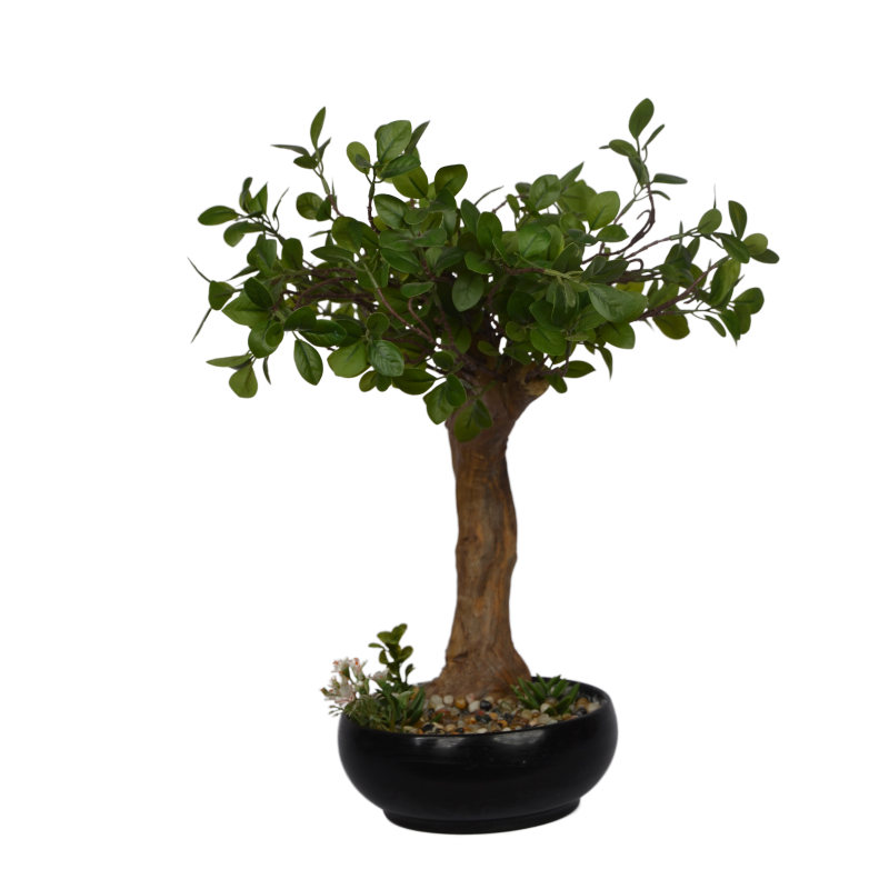 Bonsai tree in a pot on a white background