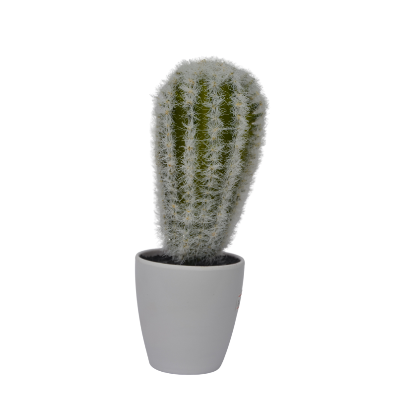 Potted cactus plant on a white background