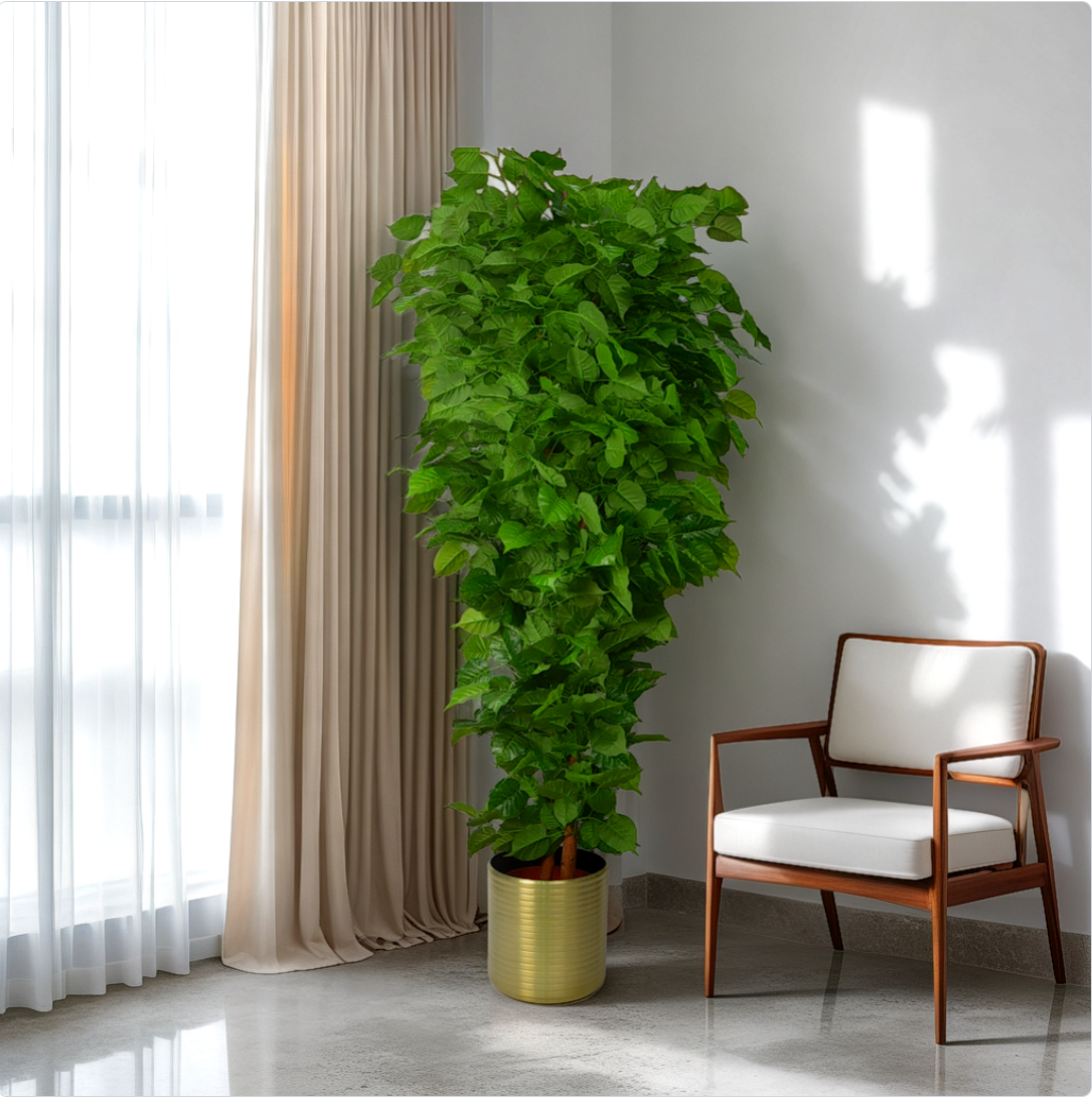 A 7 ft artificial banyan tree in a gold pot placed in a room corner beside a window with curtains, and an armchair with a white cushion.