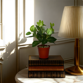 An artificial green fittonia bush in a red pot placed on a stack of books, next to a lamp, on a white surface, with sunlight streaming in from a window.