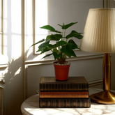An artificial betel leaf bush in a red pot on top of a stack of books, next to a lamp, on a white surface, with sunlight filtering through a window.