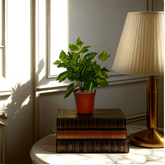 An artificial green Money Plant bush arranged on a stack of brown books beside a lamp, with a red pot on top of the books.