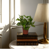 An artificial watermelon bush plant in a red pot, placed on a stack of brown books on a white surface, with a lamp and window light in the background.