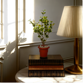 An artificial Geranium bush in a red pot placed on a stack of brown books, next to a lamp, with a window providing natural light in the background.
