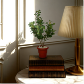 An artificial green plant in a red pot, placed on a stack of brown books, with a lamp and a window in the background.