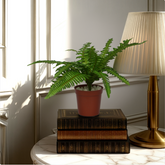 An artificial green fern plant in a brown pot, placed on a stack of books on a marble surface, with a lamp and a window in the background.
