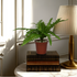 An artificial green fern plant in a brown pot, placed on a stack of books on a marble surface, with a lamp and a window in the background.