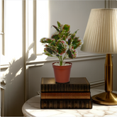 An artificial coleus bush with green, white, and pink leaves in a red pot, placed on a stack of books beside a lamp on a table.
