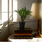 An artificial Dracaena plant in a navy pot, placed on a stack of old books, with a lamp and a window in the background.