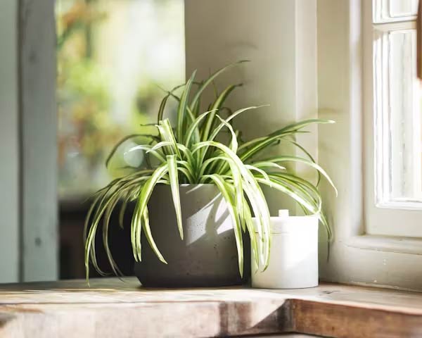 1.5 Ft Artificial spider plant – ideal for indoor botanical themes