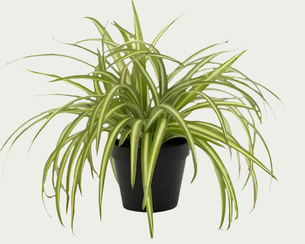 1.5 Ft Artificial spider plant – perfect for modern home decor