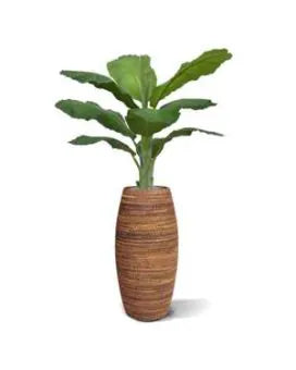 6 Ft Faux Banana Royal 210cm tree – adds a lush green touch to interiors