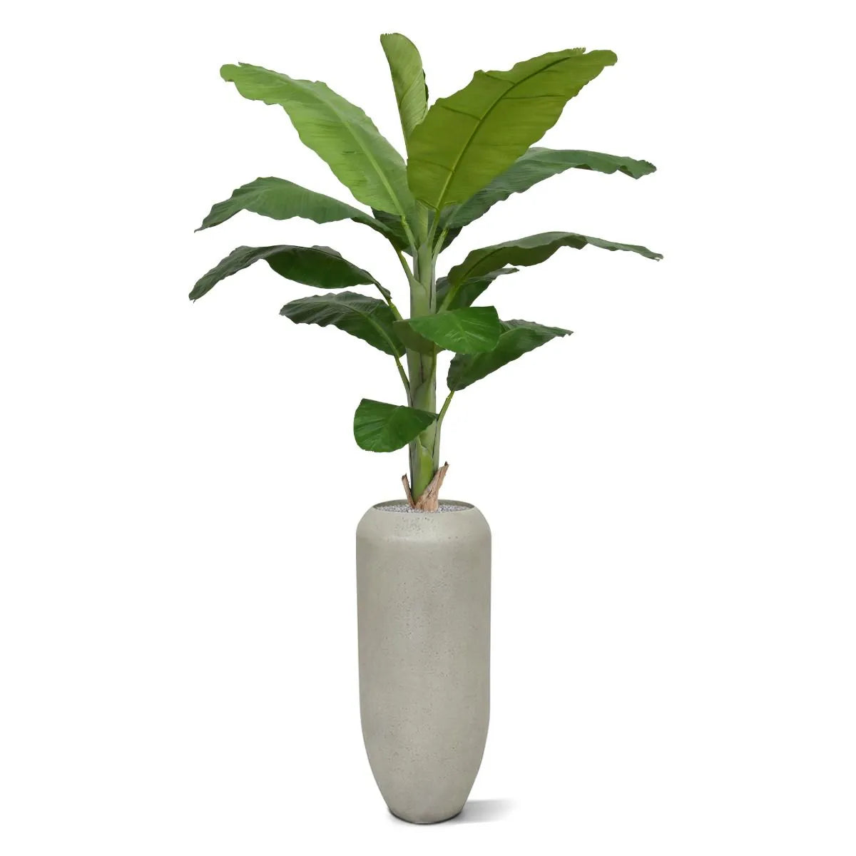6 Ft Faux Banana Royal 210cm tree – enhances any living space naturally