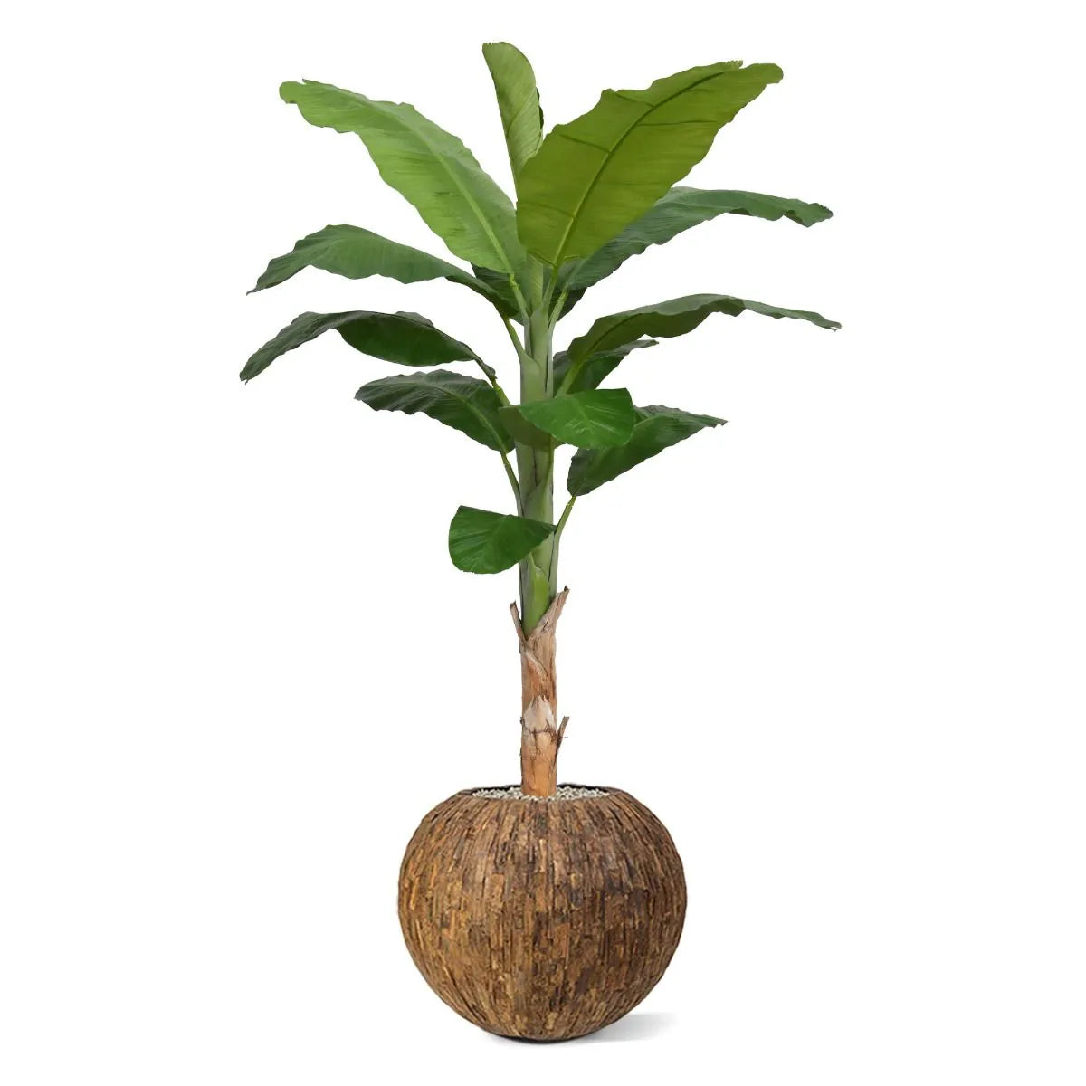 6 Ft Faux Banana Royal 210cm tree – crafted for realistic tropical vibes