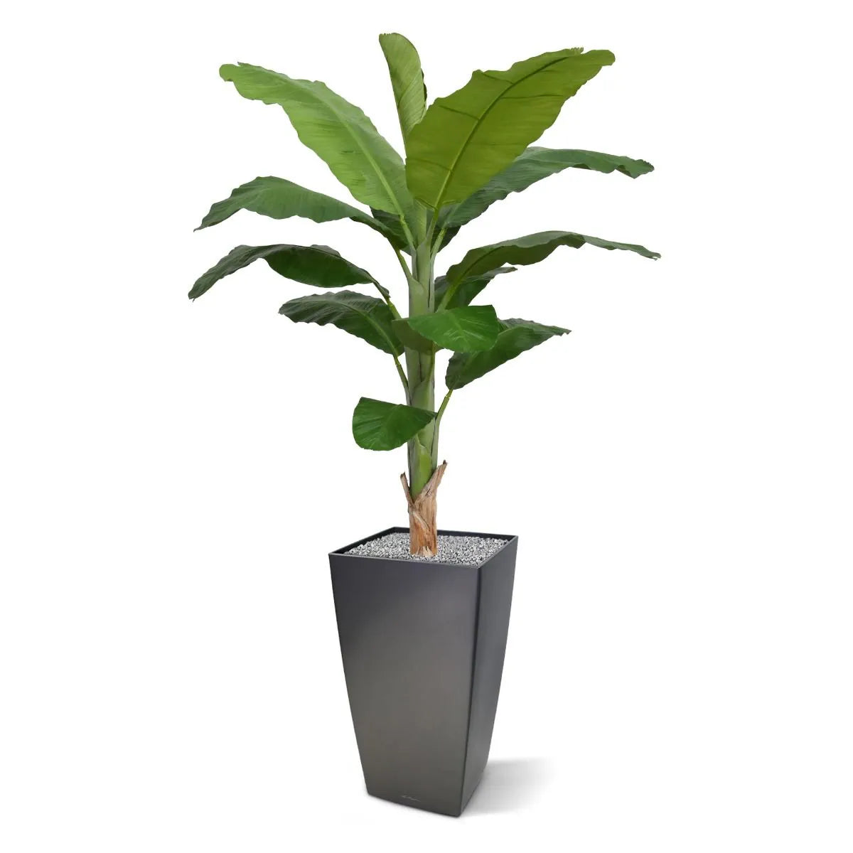 6 Ft Faux Banana Royal 210cm tree – decorative plant with zero maintenance