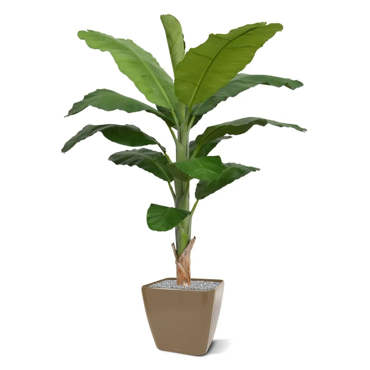 6 Ft Faux Banana Royal 210cm tree – brightens up dull corners effortlessly