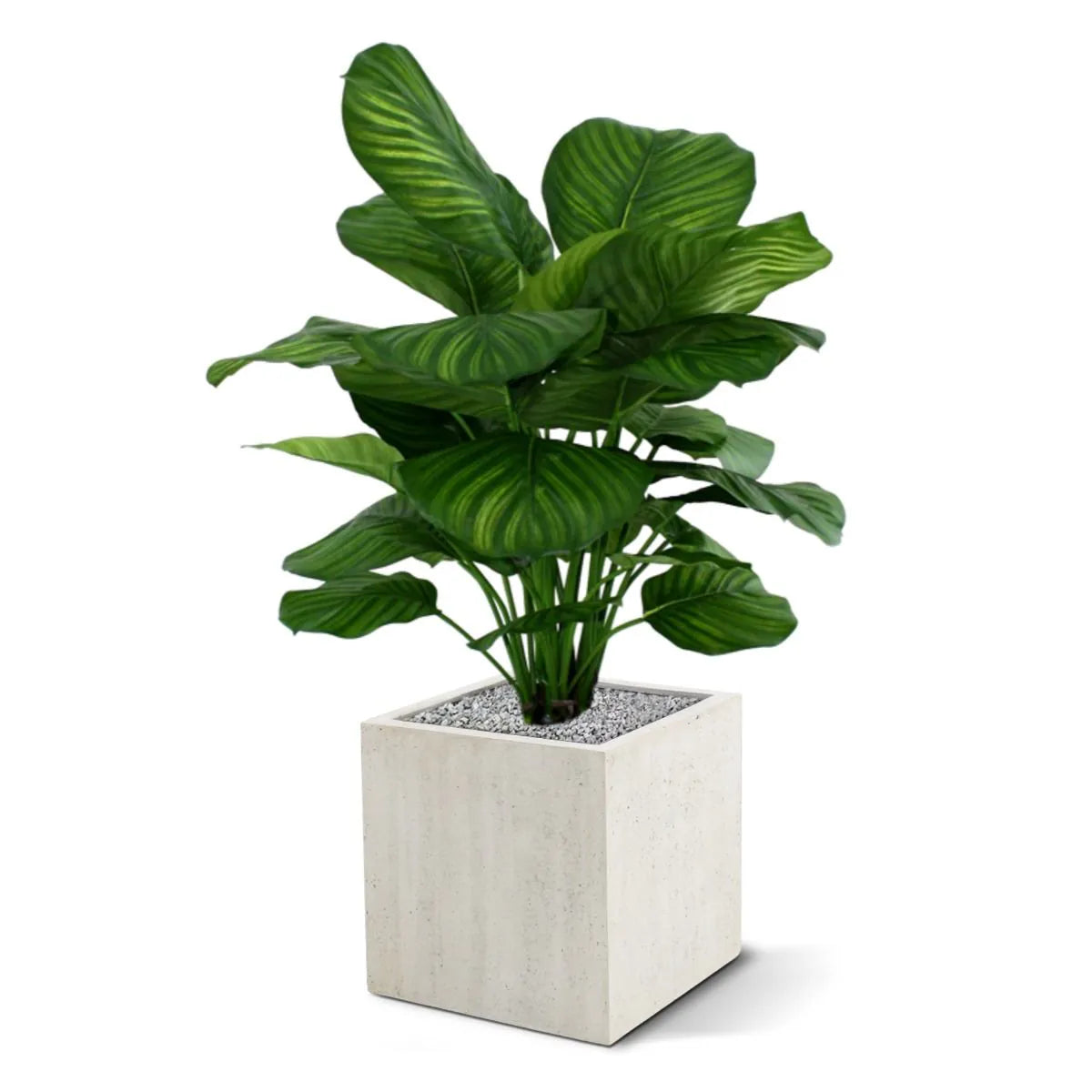 Exotic 2.6 Ft artificial Prayer Plant – a stunning greenery addition