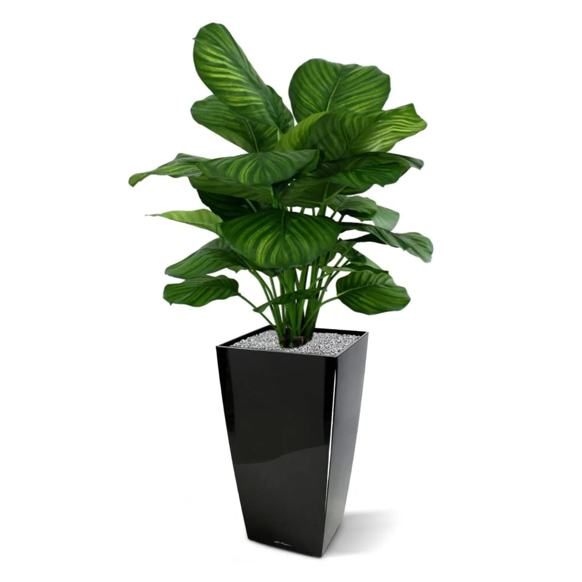 Lush 2.6 Ft faux Calathea with bold green and purple-toned leaves