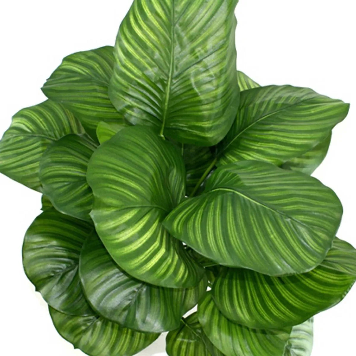 Premium 2.6 Ft artificial Calathea for stylish home and office decor