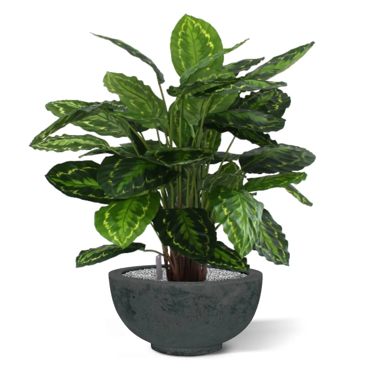 Lifelike 2.5 Ft pink-striped faux Calathea for stylish home decor