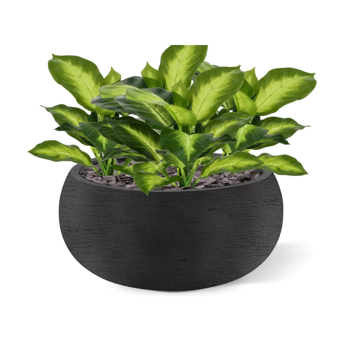 2 Ft Artificial Dieffenbachia Plant 25cm – faux greenery with vibrant texture