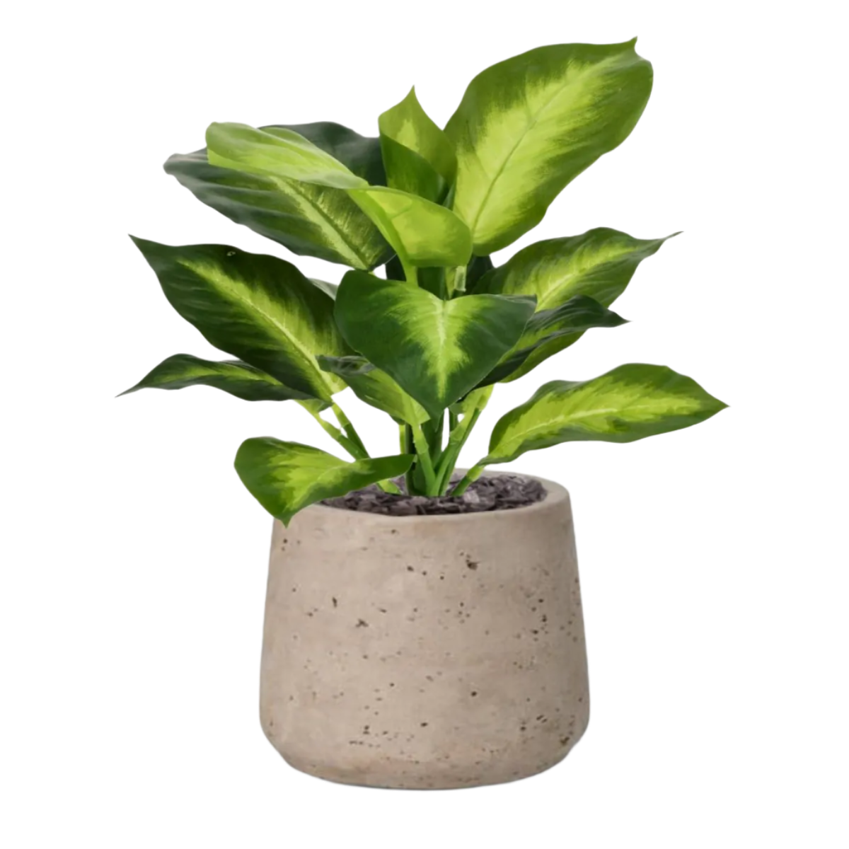 2 Ft Artificial Dieffenbachia Plant 25cm – perfect for modern home decor