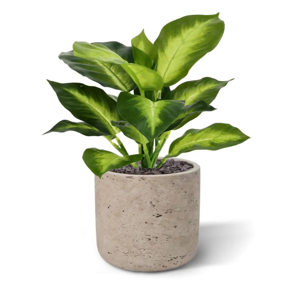 2 Ft Artificial Dieffenbachia Plant 25cm – decorative plant with zero maintenance