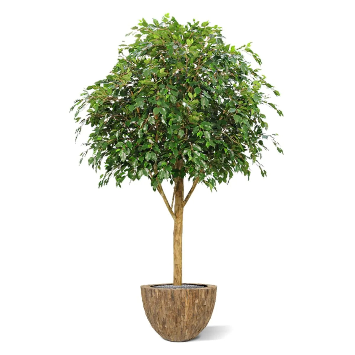 7 Ft Fire retardant Ficus Exotica Giant 290 cm artificial tree – adds a lush green touch to interiors