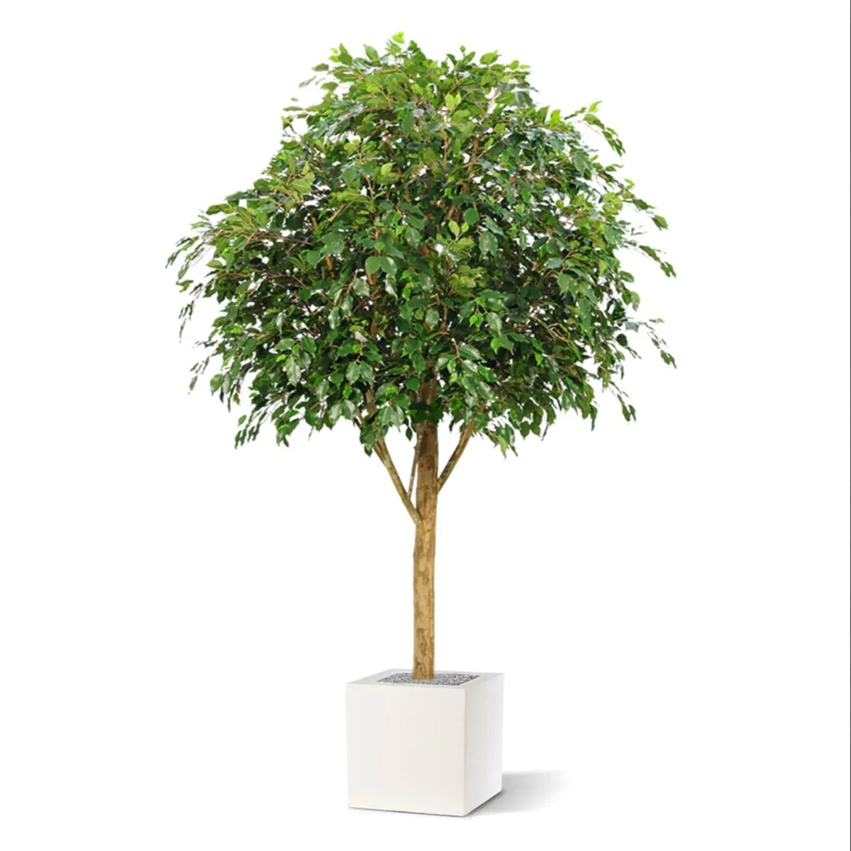 7 Ft Fire retardant Ficus Exotica Giant 290 cm artificial tree – faux greenery with vibrant texture