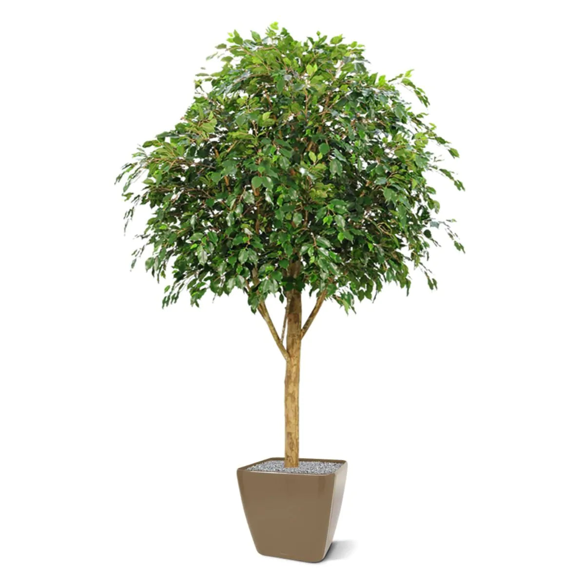 7 Ft Fire retardant Ficus Exotica Giant 290 cm artificial tree – enhances any living space naturally
