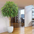 7 Ft Fire retardant Ficus Exotica Giant 290 cm artificial tree – ideal for indoor botanical themes