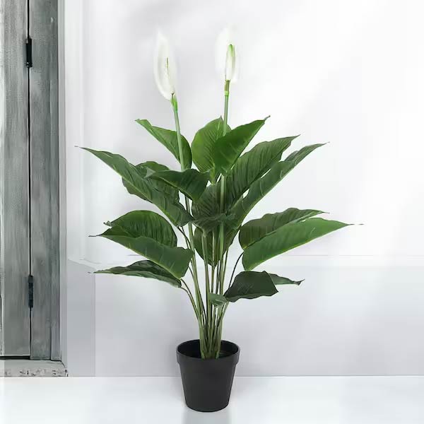silk peace lily plant 1.5 Ft Real Touch White Artificial Peace Lily Plant (Spathiphyllum) – Luxiplant