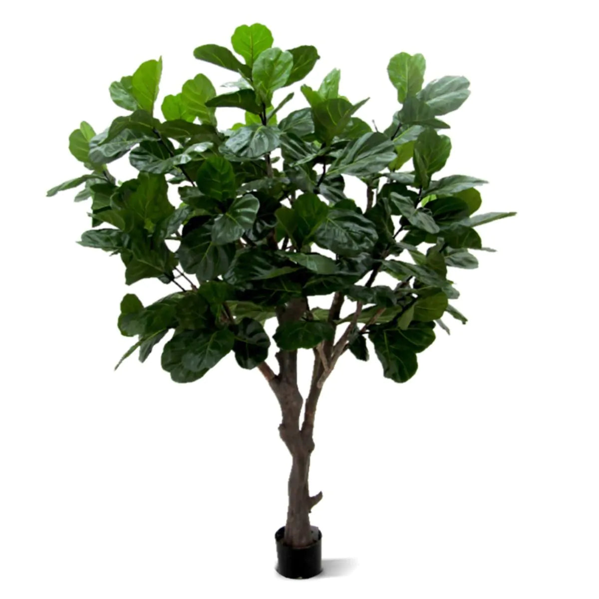 3 Ft Artificial Giant Lyrata tree 260 cm on trunk – adds a lush green touch to interiors