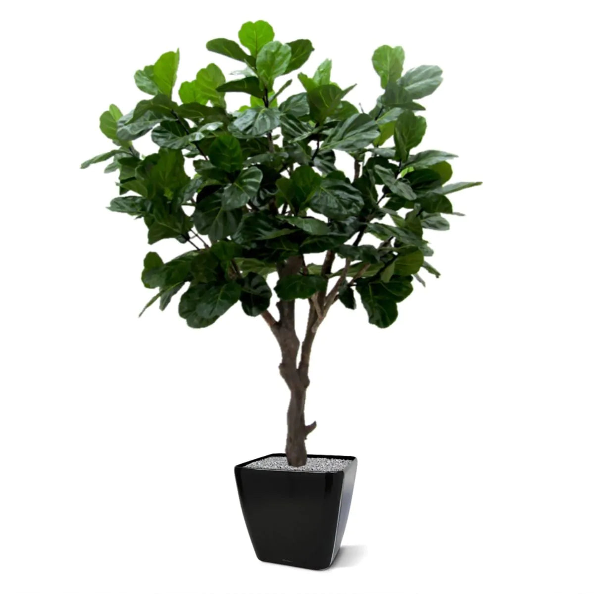 3 Ft Artificial Giant Lyrata tree 260 cm on trunk – crafted for realistic tropical vibes