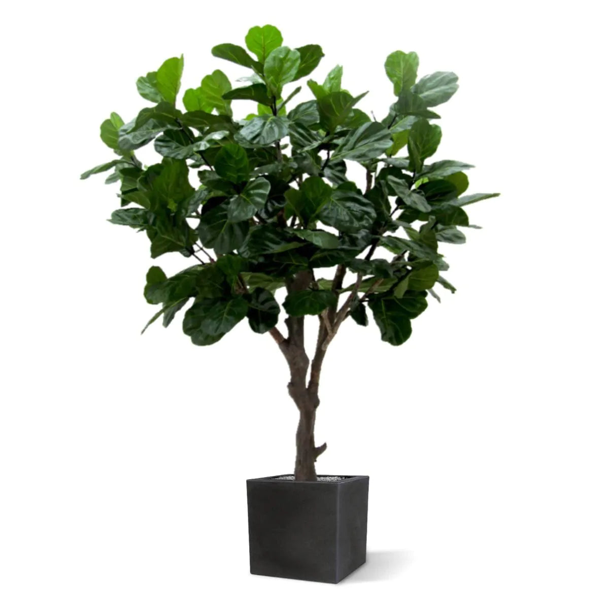 3 Ft Artificial Giant Lyrata tree 260 cm on trunk – decorative plant with zero maintenance