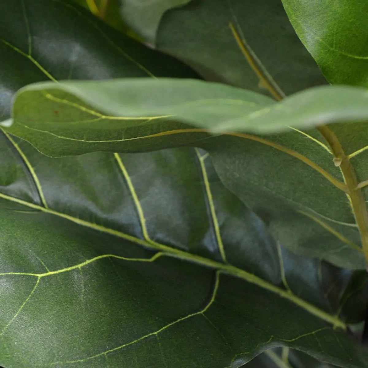 3 Ft Artificial Giant Lyrata tree 260 cm on trunk – ideal for indoor botanical themes