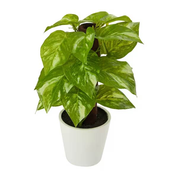 2 Ft Artificial Pothos Plant in White Planter (Real Touch) – artificial greenery with natural texture