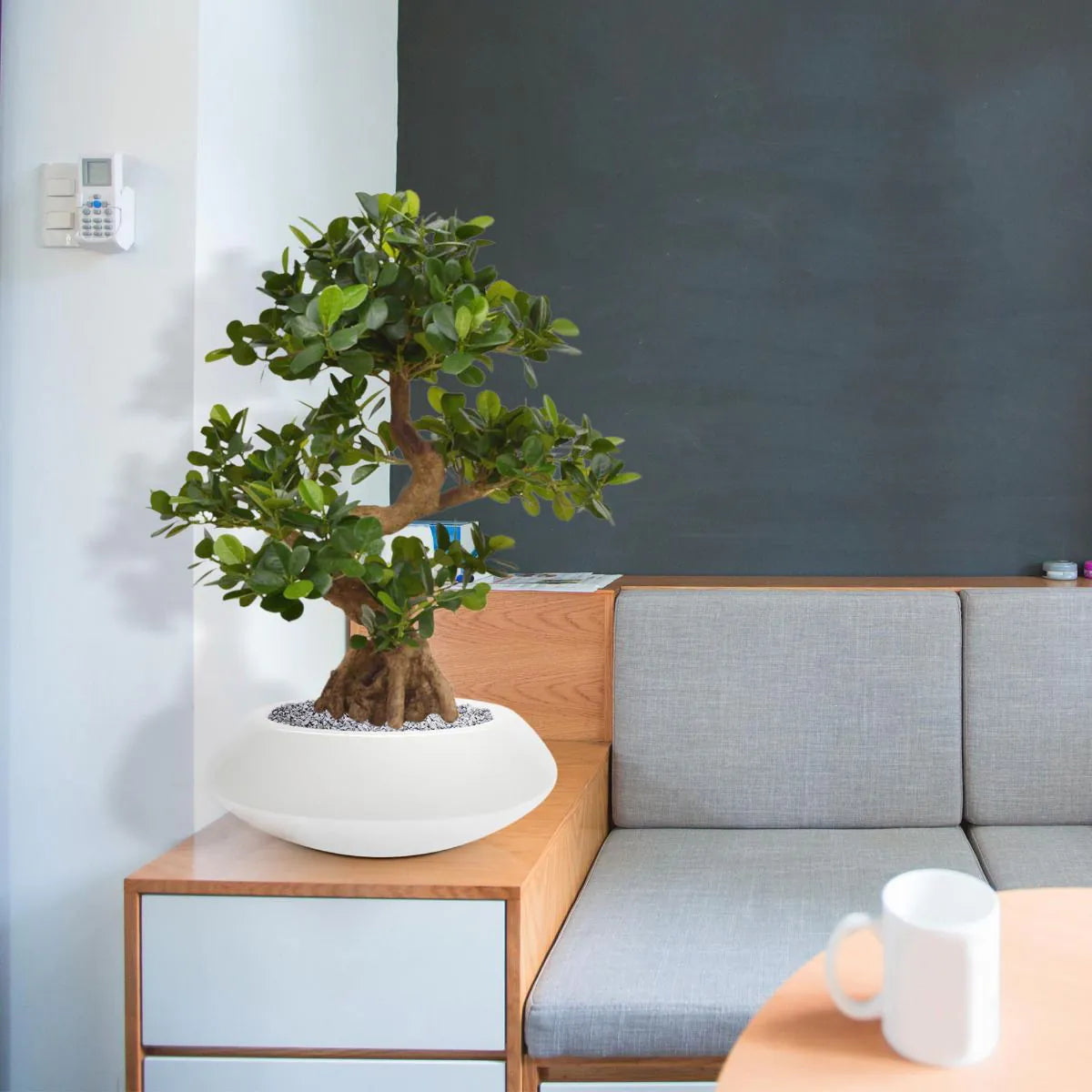 Decorative 2 Ft artificial Panda Bonsai tree – ideal for modern interiors