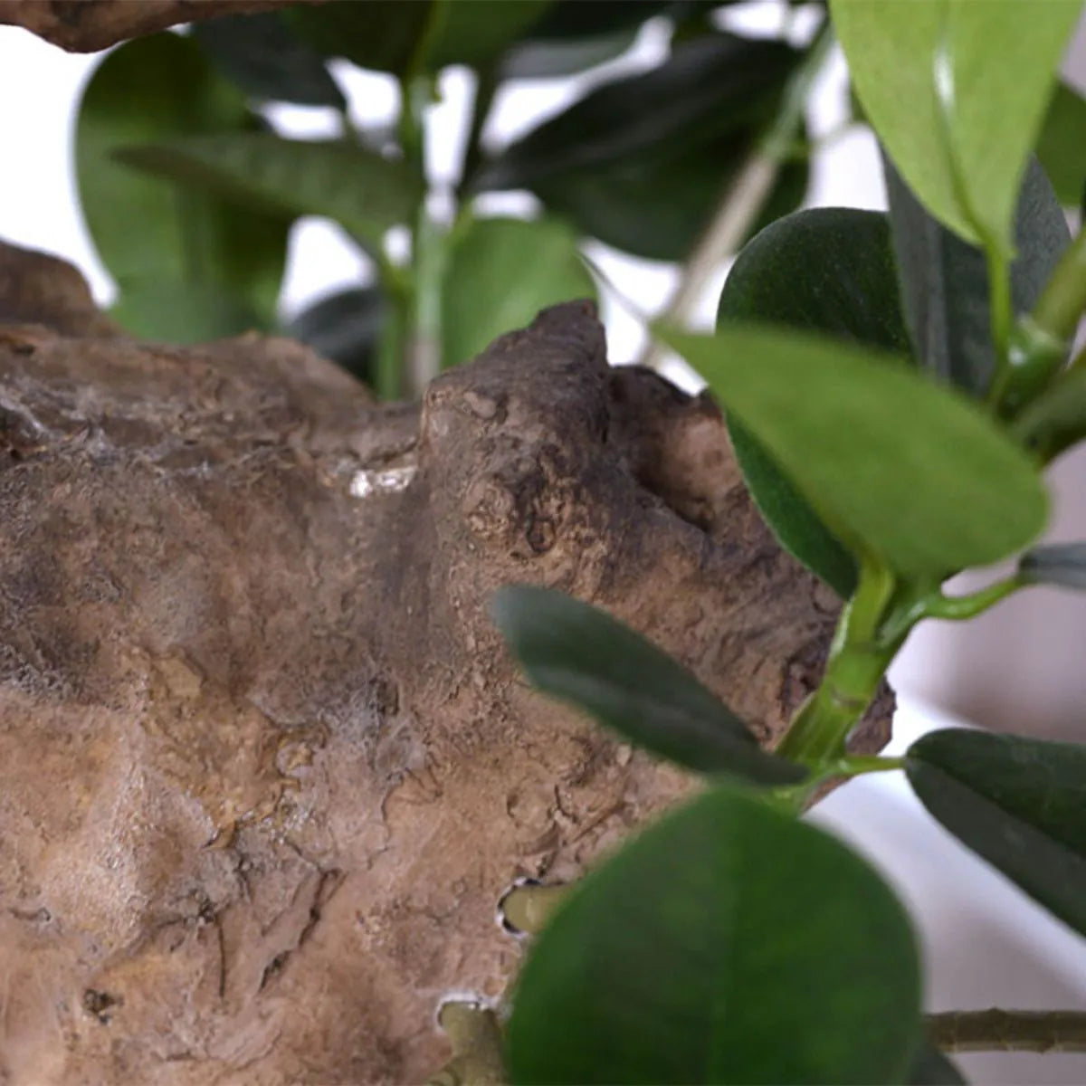Handcrafted 2 Ft artificial bonsai with a realistic twisted trunk