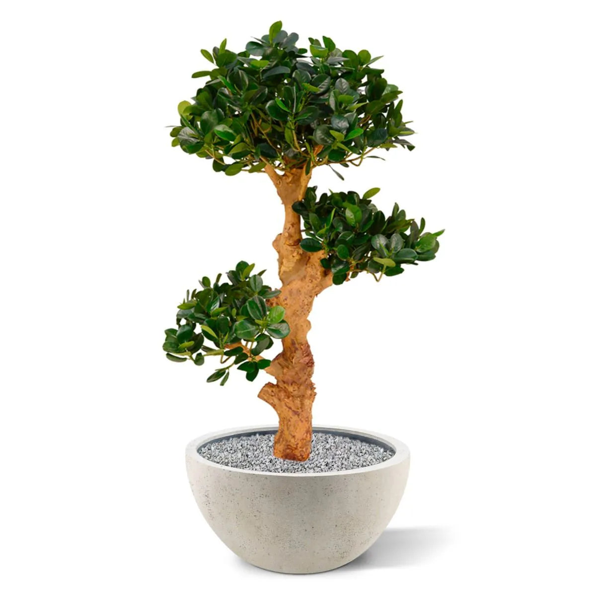 Elegant 3 Ft artificial Bonsai trio with a sculpted, ornamental design