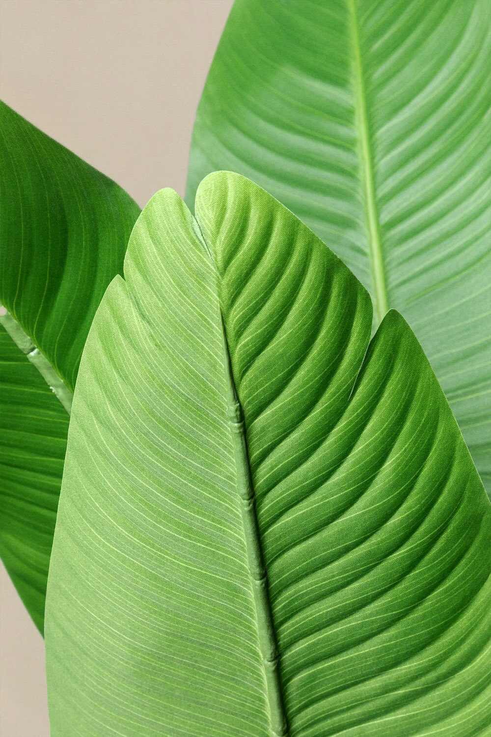 4 Ft Banana plantation Artificial Decorative Banana Plant 160 cm – adds a lush green touch to interiors