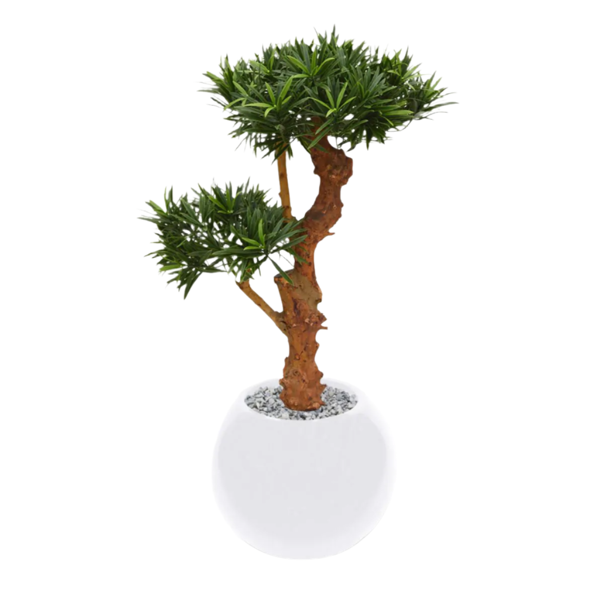 Decorative 2 Ft artificial Podocarpus Bonsai with realistic branches and leaves