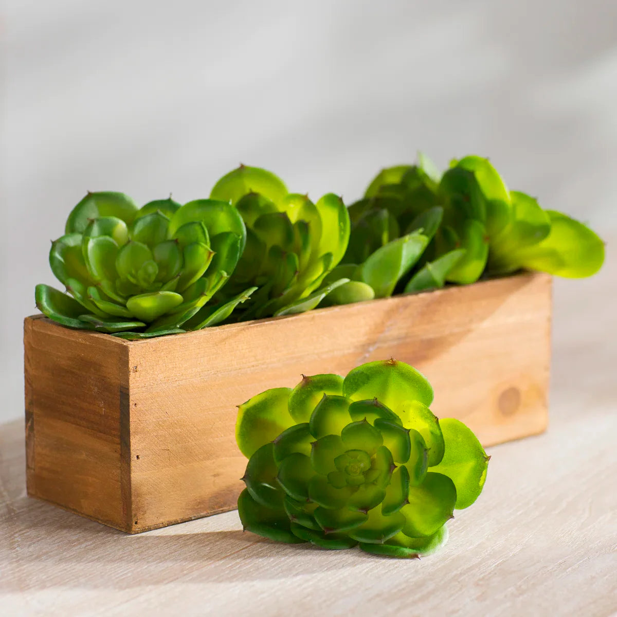 Assorted succulent plants in decorative pots for indoor or outdoor display