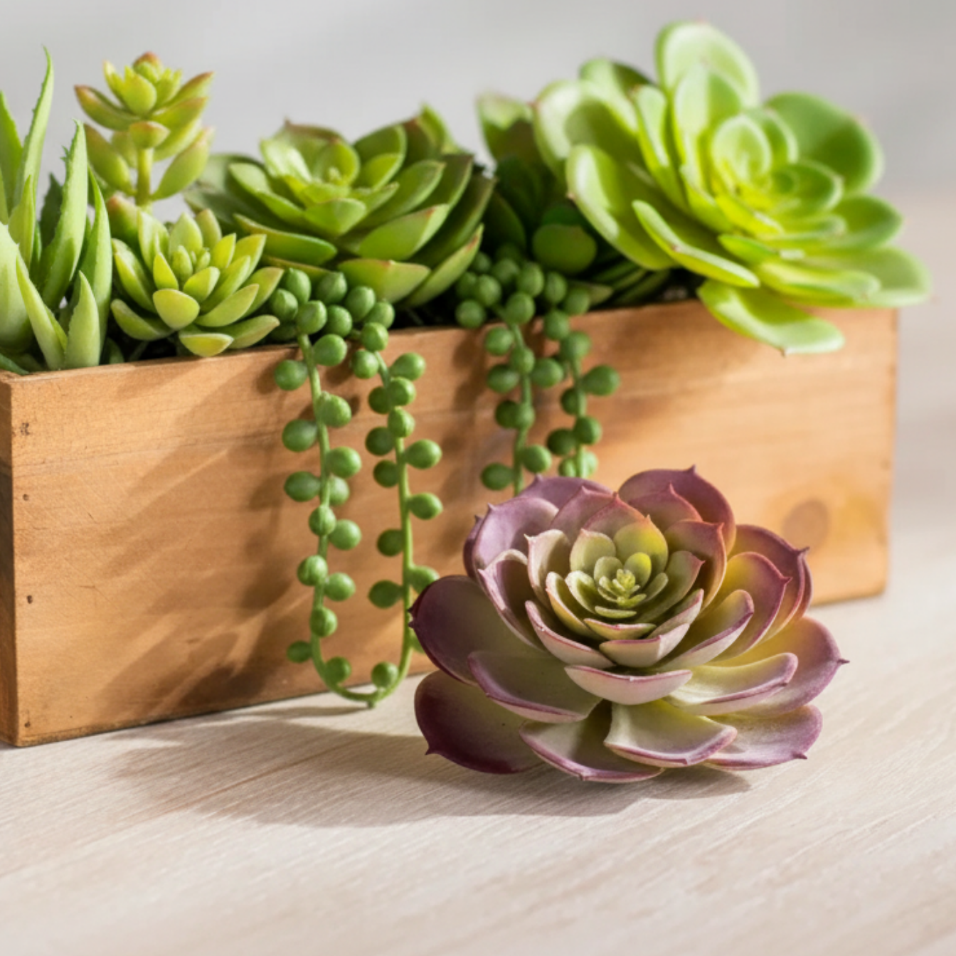 Assorted succulent plants in decorative pots for indoor or outdoor display