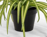 1.5 Ft Artificial spider plant – lifelike tropical plant alternative