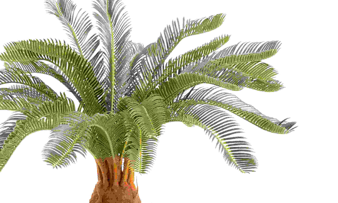 2 Ft Artificial cycas revoluta – ideal for indoor botanical themes