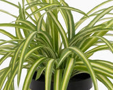 1.5 Ft Artificial spider plant – adds a lush green touch to interiors