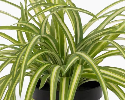 1.5 Ft Artificial spider plant – adds a lush green touch to interiors