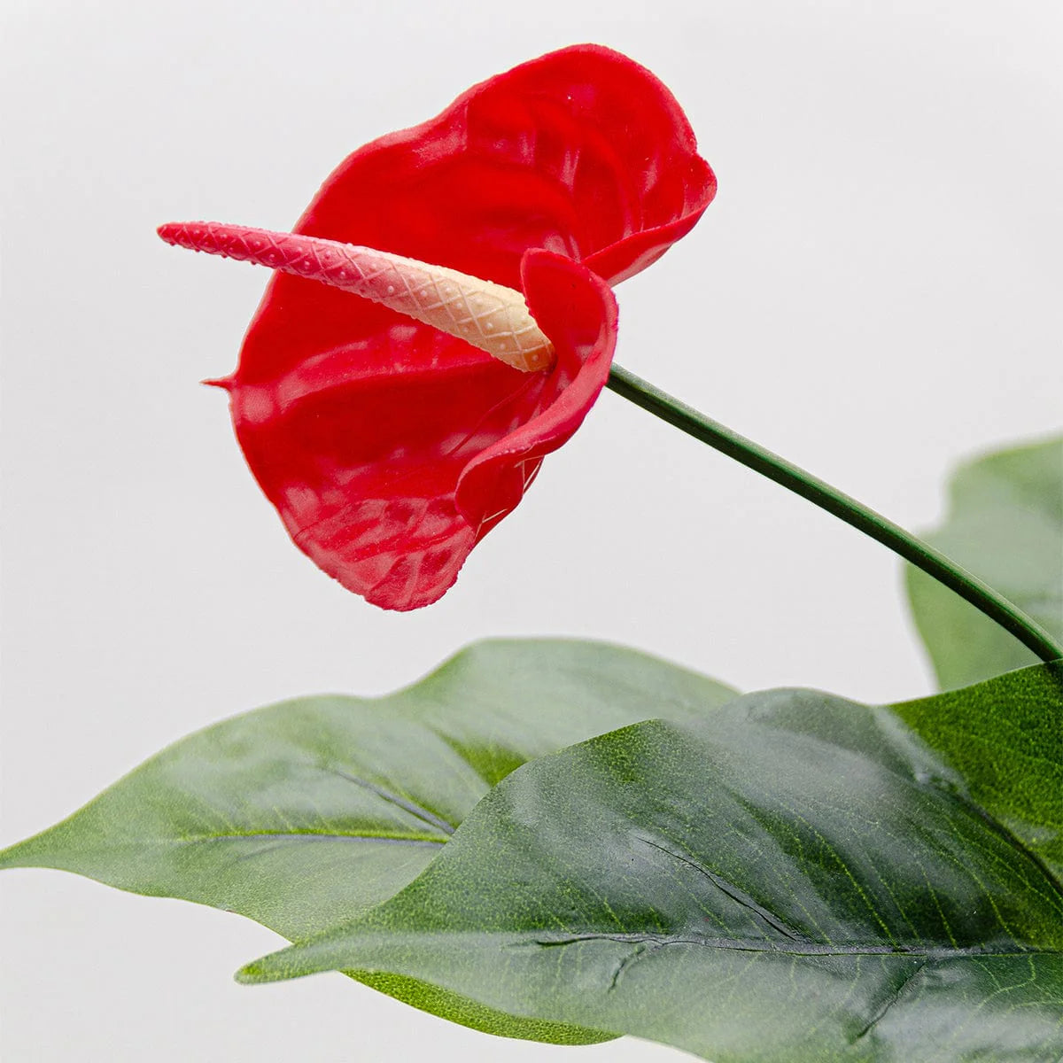 2 Ft Artificial Anthurium Plant with Red Flowers - Lifelike Faux Tropical Decoration (Without Pot) – detailed view of pink-striped leaves