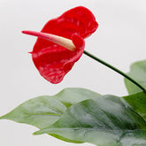 2 Ft Artificial Anthurium Plant with Red Flowers - Lifelike Faux Tropical Decoration (Without Pot) – detailed view of pink-striped leaves